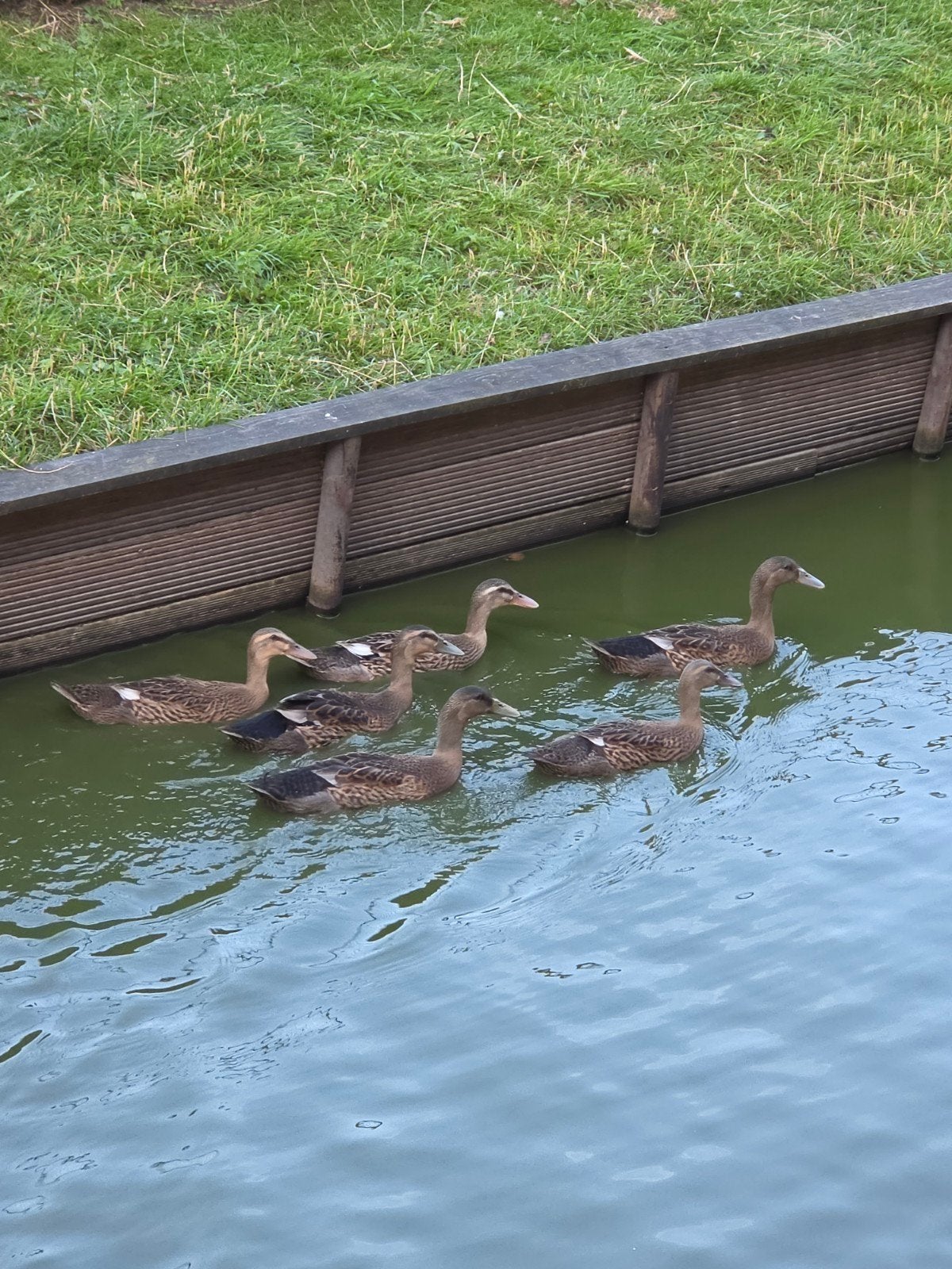 Tekoop loopeenden, Meerdere dieren, Eend