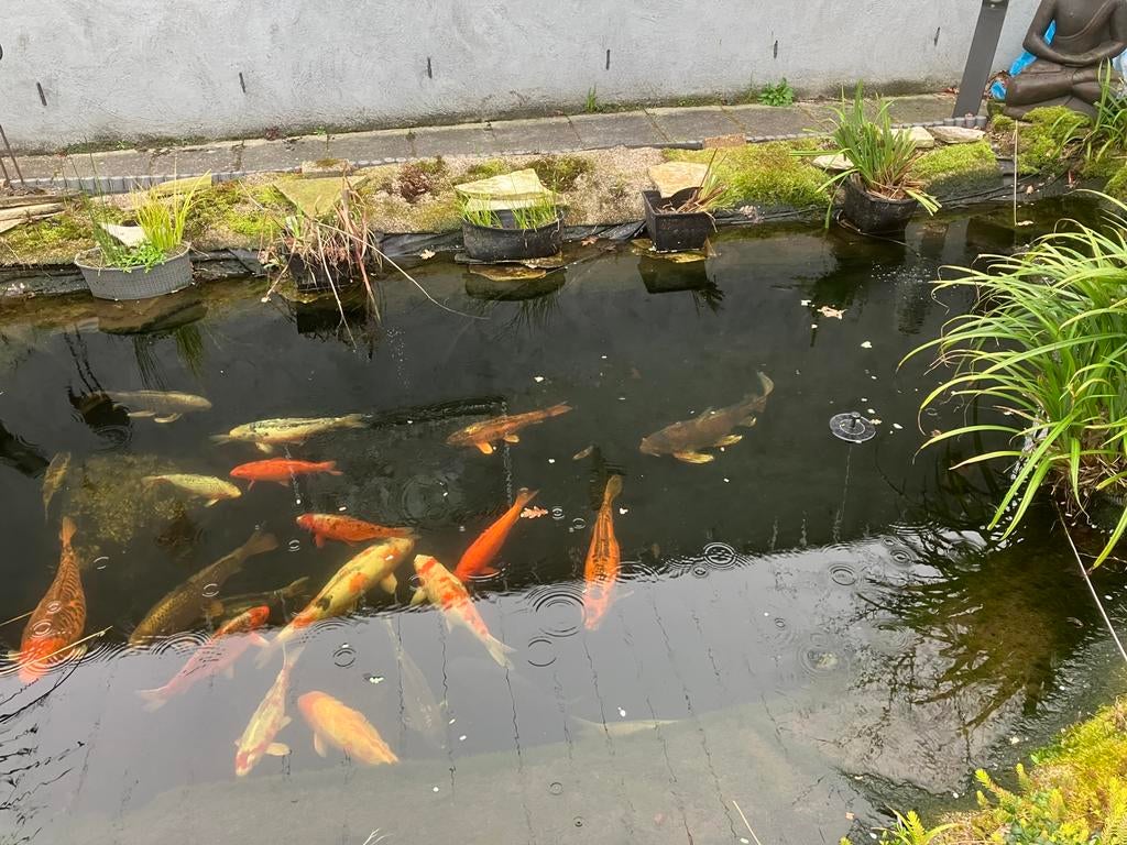 Diverse koi’s lengte vanaf 30 tot 75 cm plus filter en pomp, Tuin en Terras, Vijvers, Ophalen of Verzenden, Zo goed als nieuw