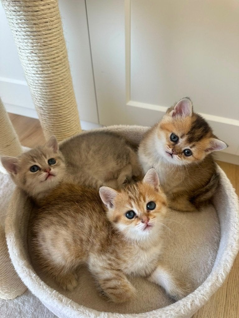 BRITSE KORTHAAR KITTENS, Meerdere dieren, Ontwormd