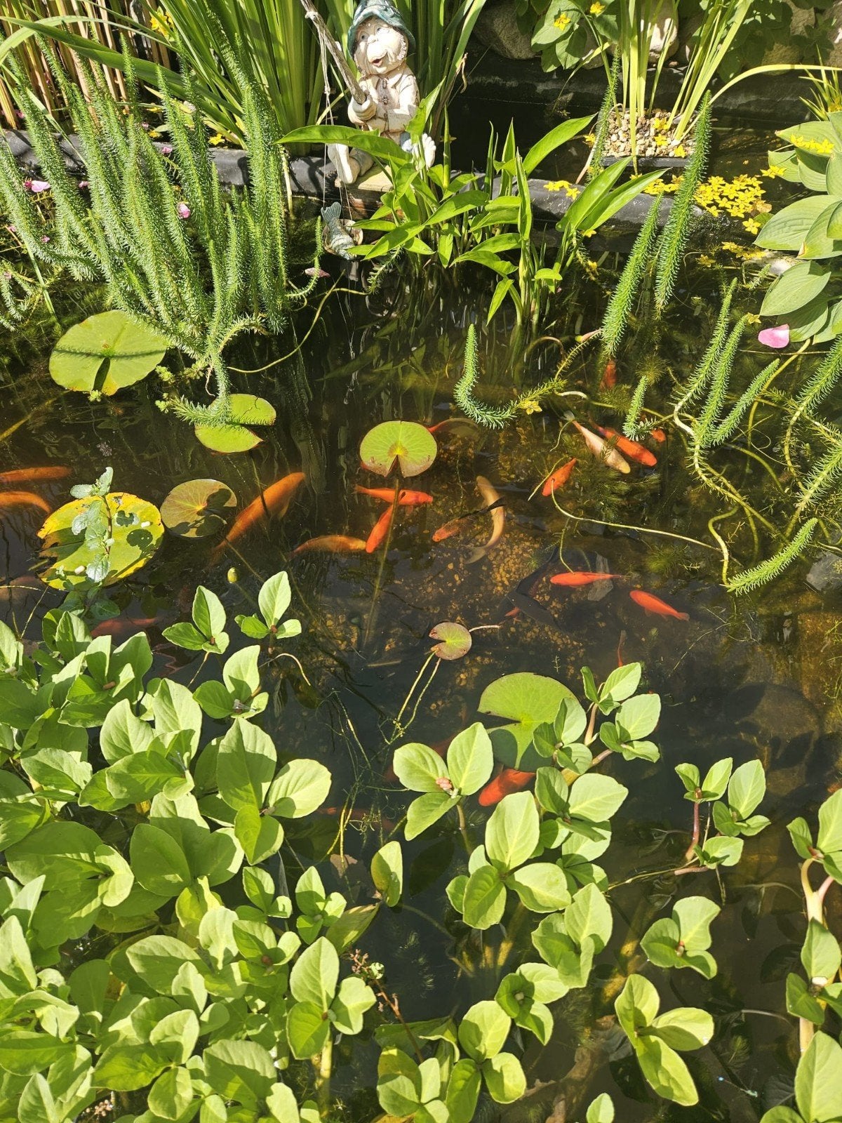 Prachtige  goudvissen en waterplanten, Tuin en Terras, Vijvers, Ophalen, Gebruikt