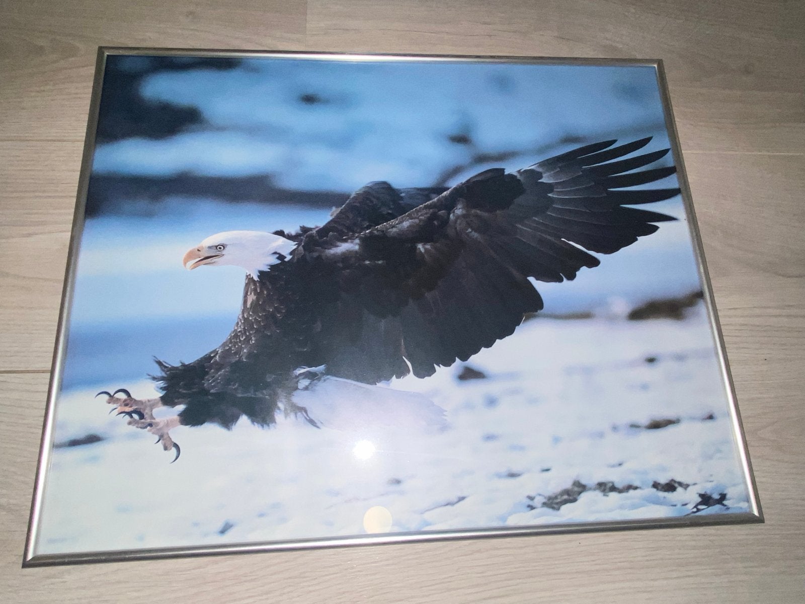 Ingelijste foto van Amerikaanse zeearend (50x40 cm), Ophalen of Verzenden, Foto, Fotografie, Ingelijst