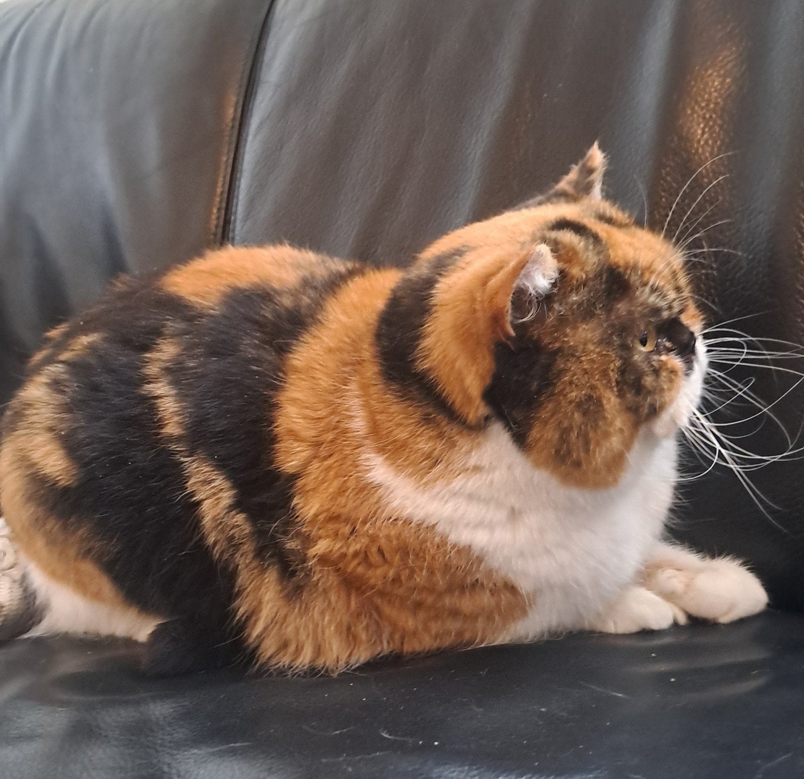 britse korthaar poes, Poes, Met stamboom