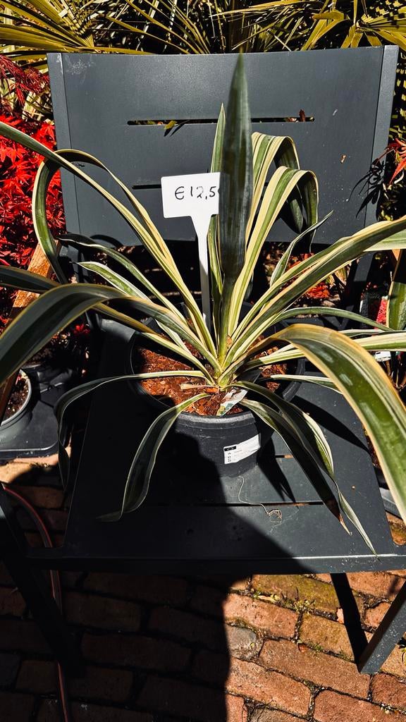 Yucca plant - Ideaal voor binnen en buiten, Volle zon, Vaste plant, Bloeit niet, Ophalen