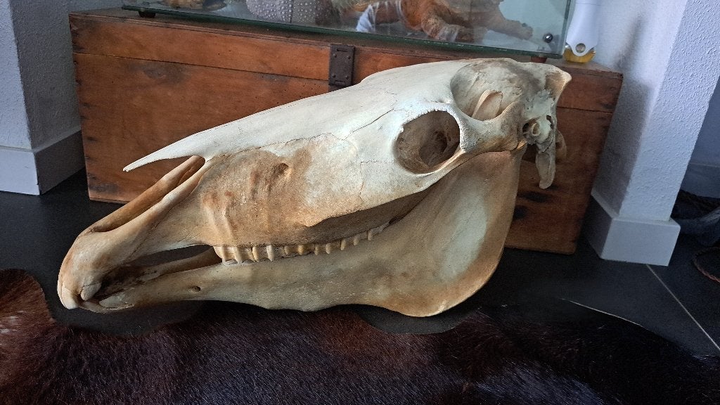 div. schedel opgezette dieren taxidermie anatomische modelen, Verzamelen, Dierenverzamelingen, Ophalen, Gebruikt, Paard, Schedel