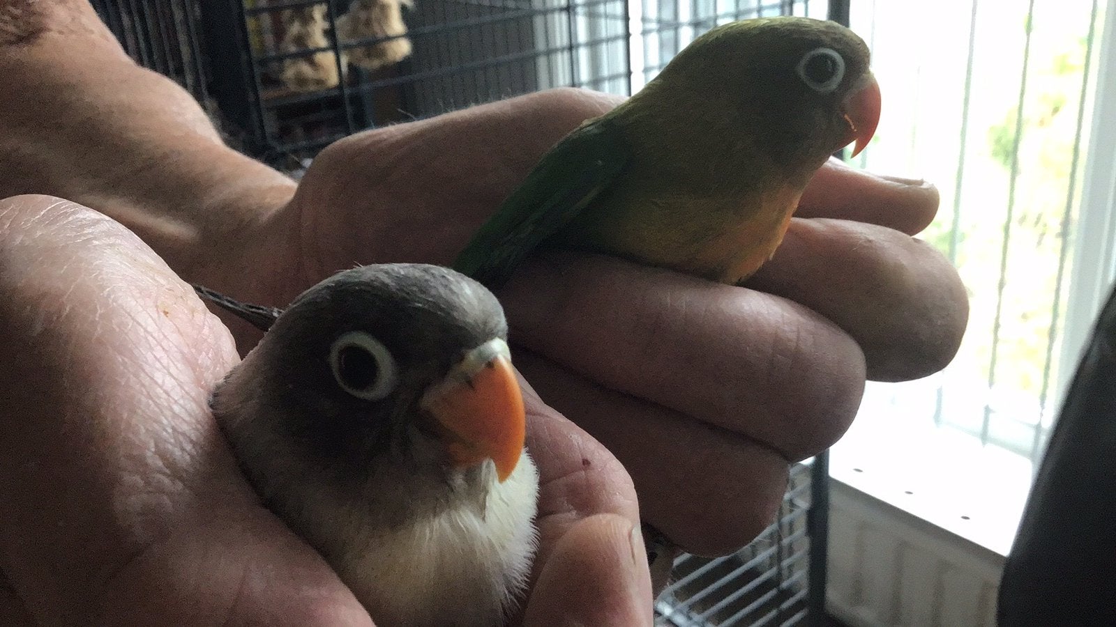 Agapornis  Fischery en Personata, Dieren en Toebehoren, Vogels | Parkieten en Papegaaien, Geslacht onbekend, Dwergpapegaai of Agapornis