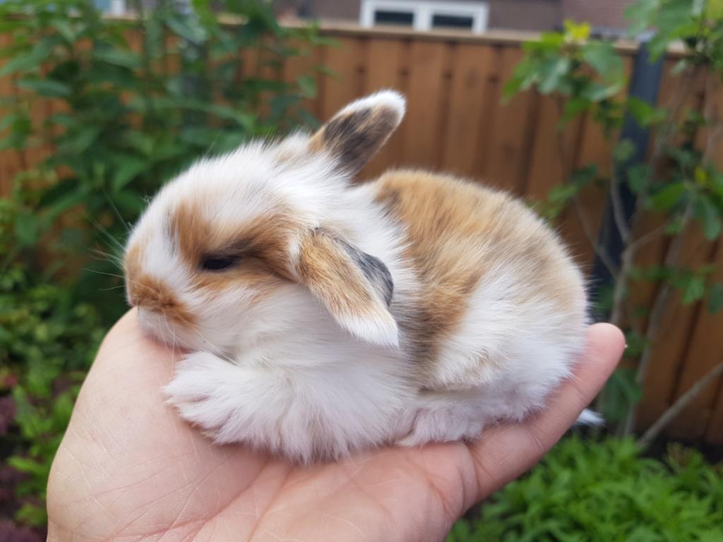 Dwerghangoortjes/minilops x teddy widder (Rabbit Ranch), Dieren en Toebehoren, Konijnen, Meerdere dieren