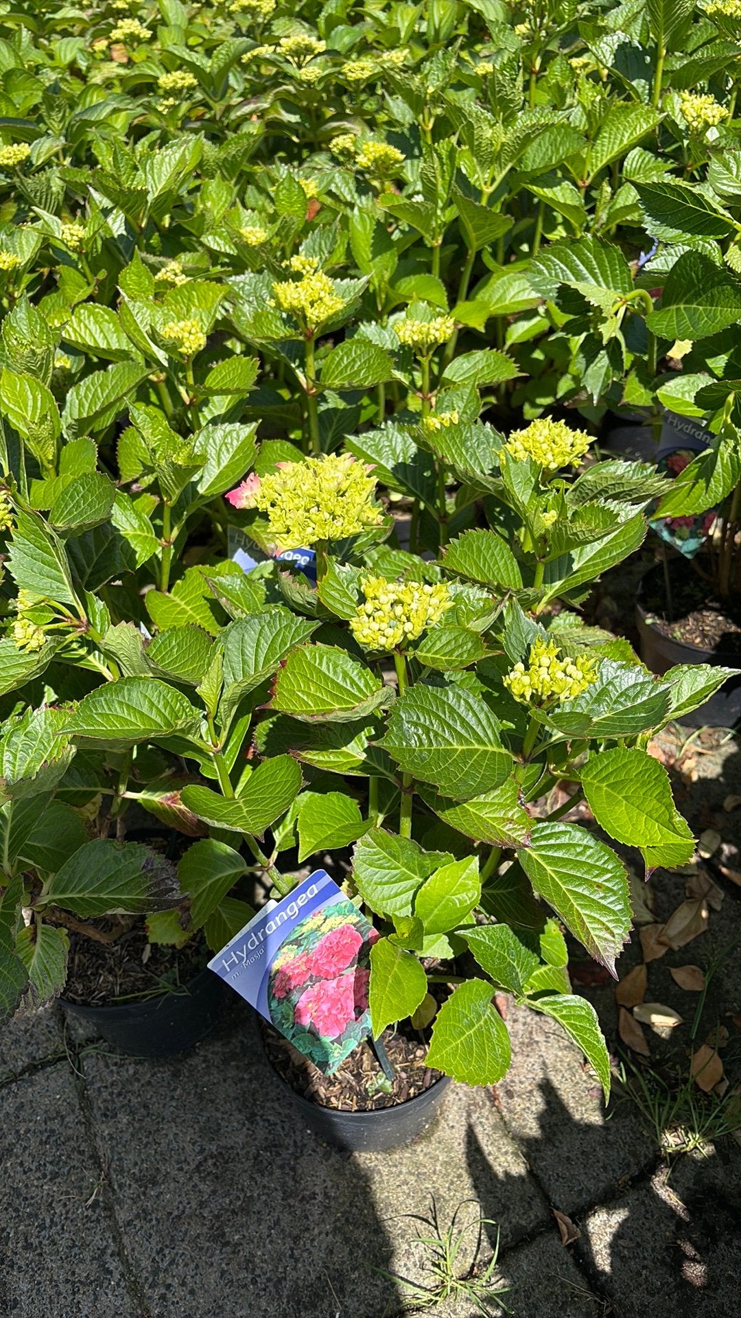 Hortensia randbloeiers pluim hortensia, Ophalen, Overige soorten, Volle zon