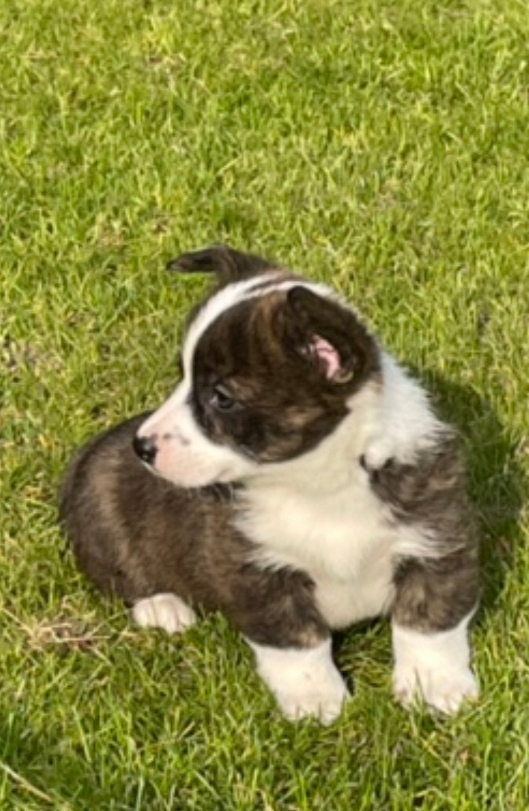 🐶💓🩵De allermooiste Welsh Corgi  pups🐶💓🩵, Parvo, Overige rassen, 8 tot 15 weken, Meerdere