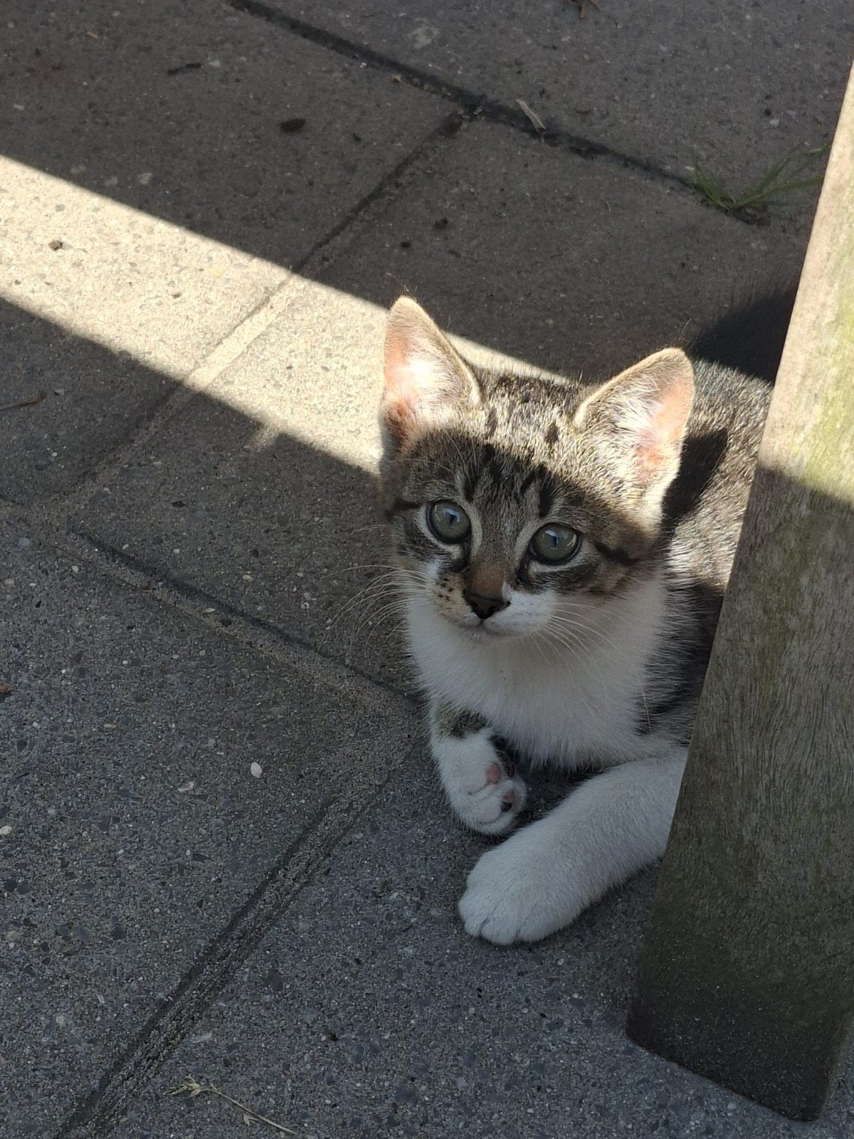 Mooie kittens! Mogen al naar nieuw huisje!