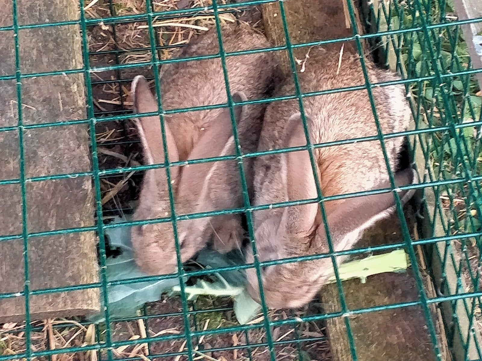 Vlaamse reuzen, Dieren en Toebehoren, Pluimvee, Meerdere dieren, Overige soorten