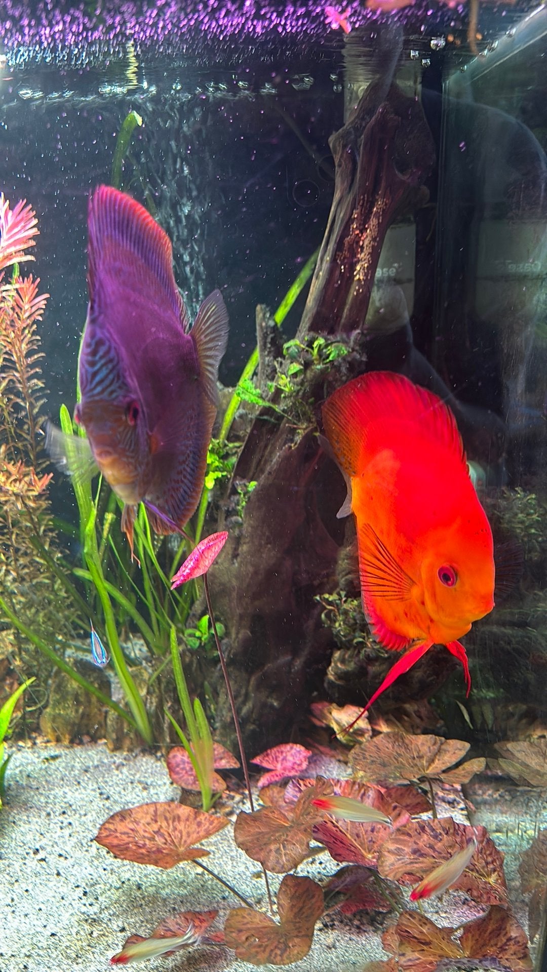 Koppel discus, Vis
