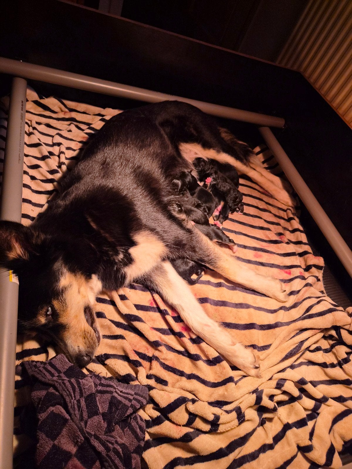 Bernersennen pups, Parvo, 8 tot 15 weken, Groot, Meerdere
