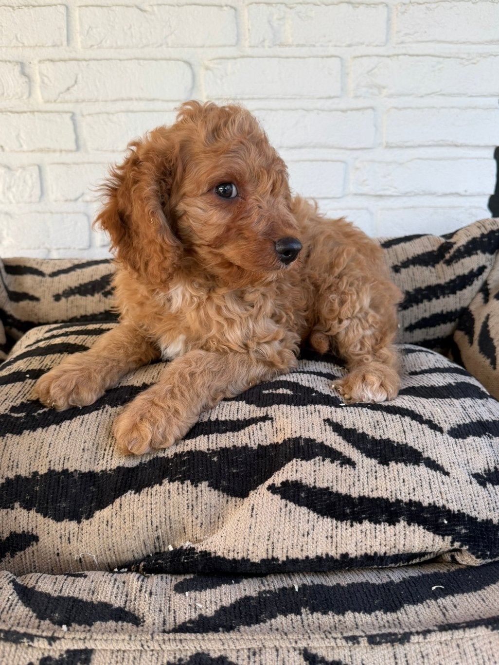 Cavapoo pups, Parvo, Nederland, Overige rassen, 8 tot 15 weken