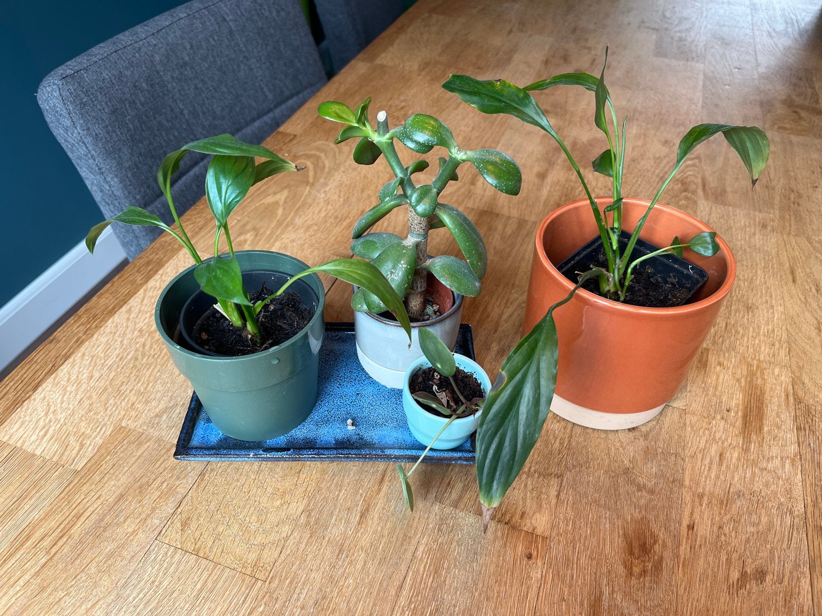 Diverse kleine kamerplanten met pot, Ophalen
