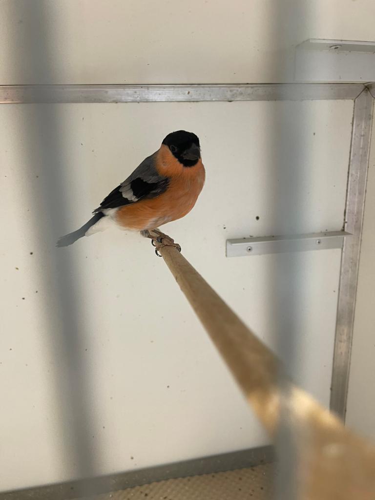 Goudvink man 2025, Dieren en Toebehoren, Mannelijk, Wildzangvogel