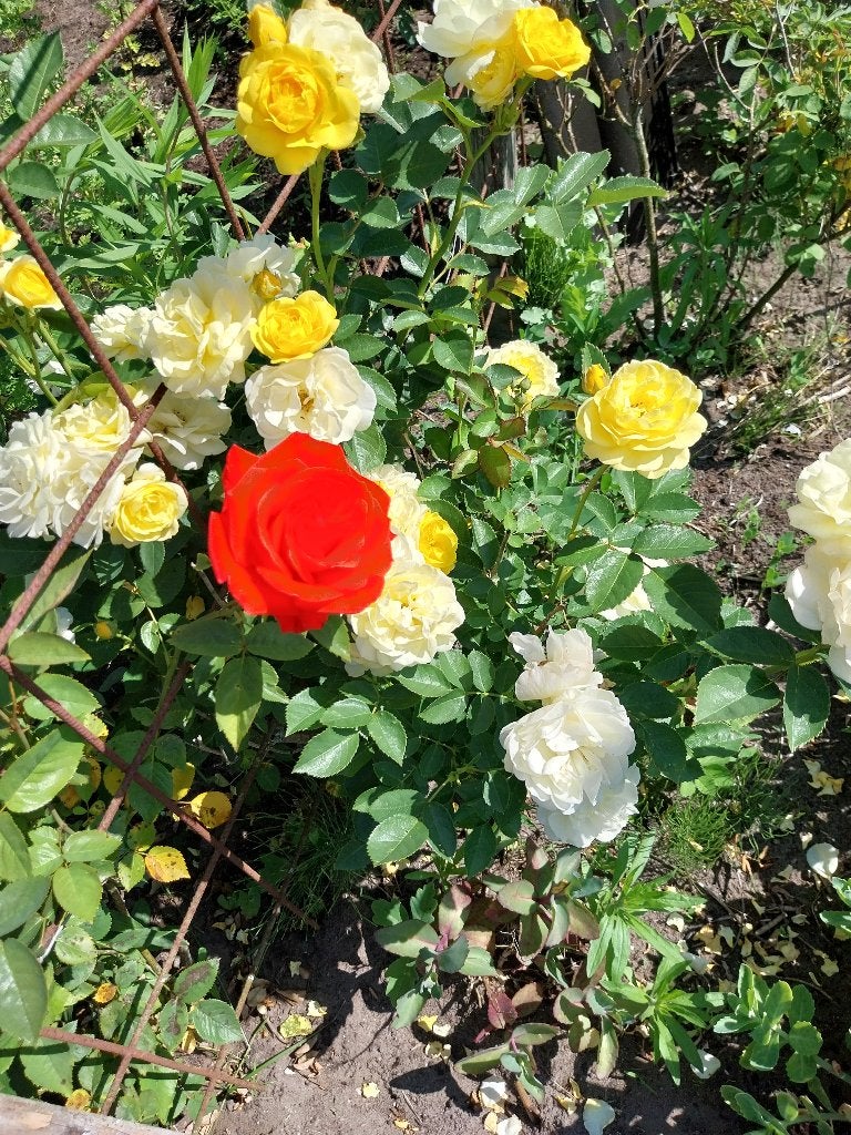 Rozen diverse kleuren, Tuin en Terras, Volle zon, Vaste plant, Zomer, Ophalen