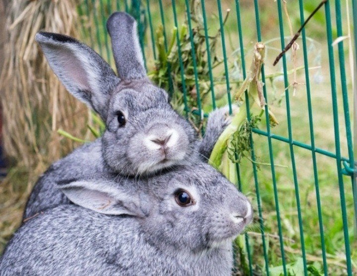 Chinchilla konijn - dwerg lotharinger, Dieren en Toebehoren, Konijnen, Meerdere dieren, Dwerg, 0 tot 2 jaar