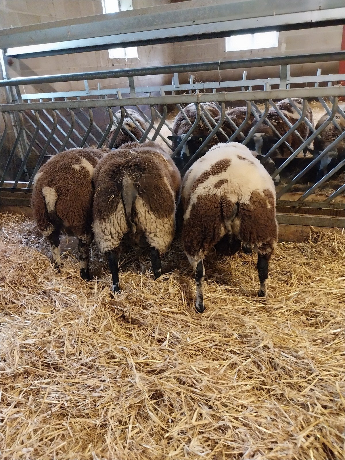 bonte stamboek dekrammen zwoegervrij ARR/ARR blindfactorvrij, Mannelijk, Schaap