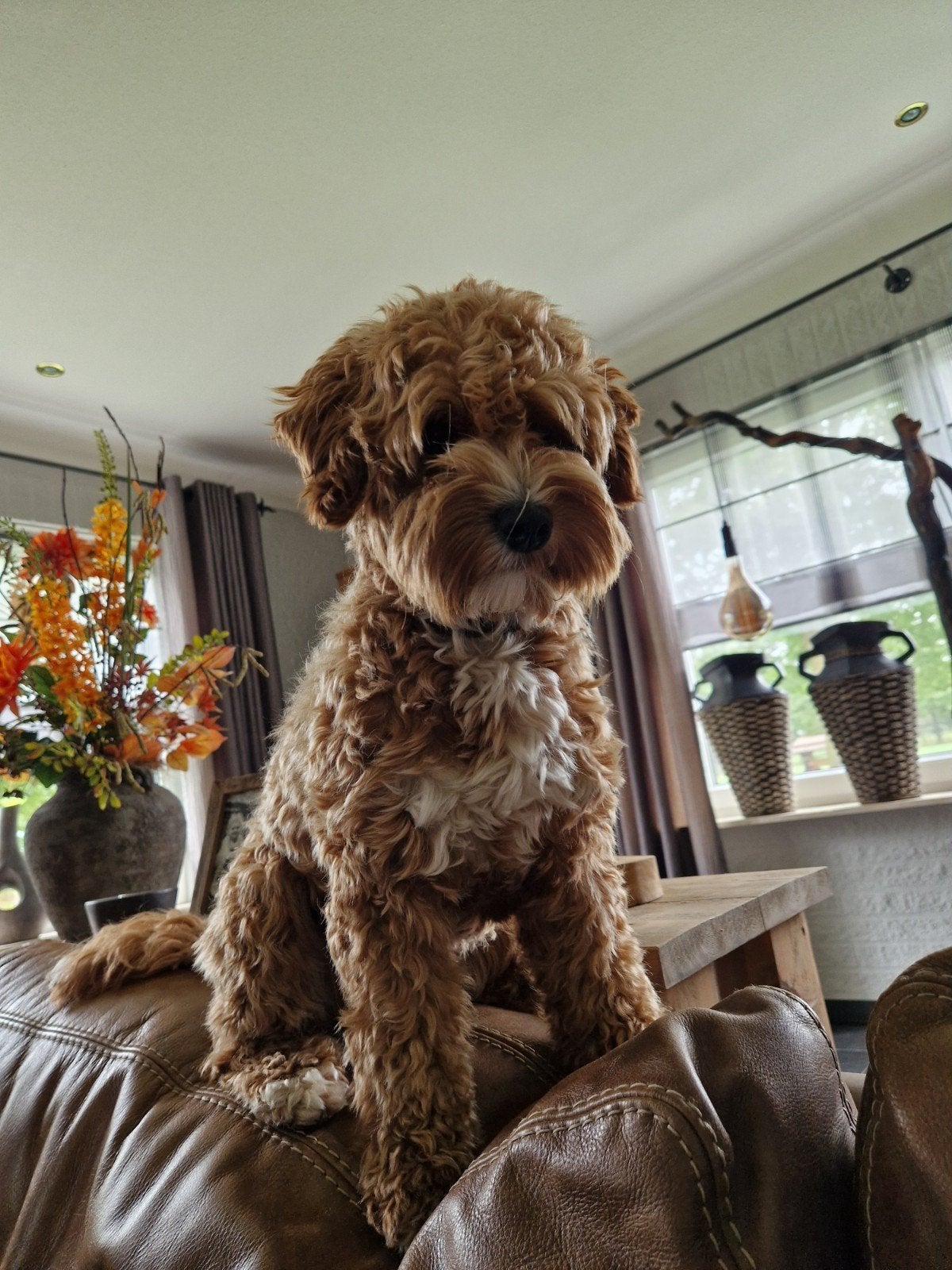 Labradoodle pups, Dieren en Toebehoren, Honden | Niet-rashonden, 1 tot 2 jaar, Meerdere, Meerdere dieren, Nederland