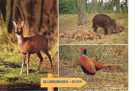 Ansichtkaart 	Reuver	De Lommerbergen	3-luik	Dieren, Verzenden, 1960 tot 1980, Ongelopen, Limburg