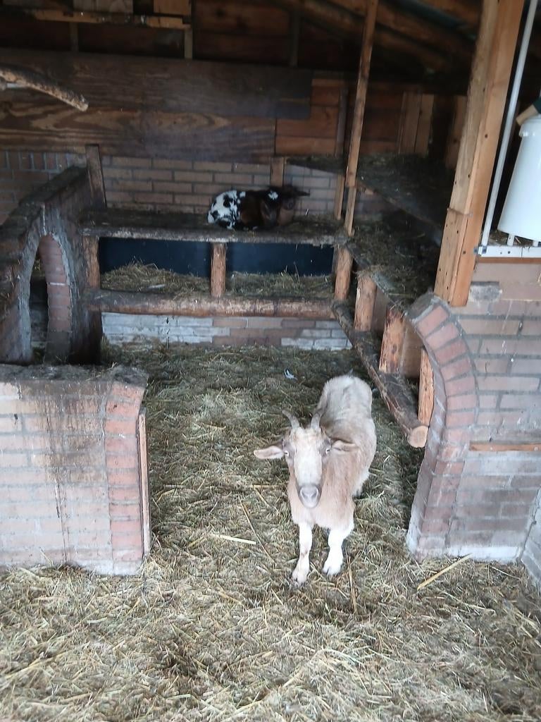 Dwerg geiten met lammetjes, Vrouwelijk, Geit