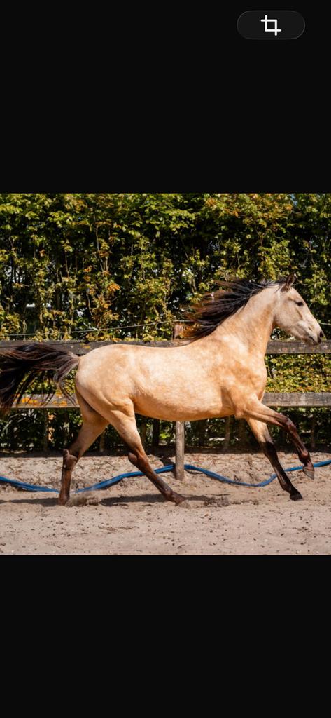 Lusitano x andalusier valk merrie bijna 3, Dieren en Toebehoren, Paarden, Merrie, Minder dan 160 cm, Dressuurpaard, 3 tot 6 jaar