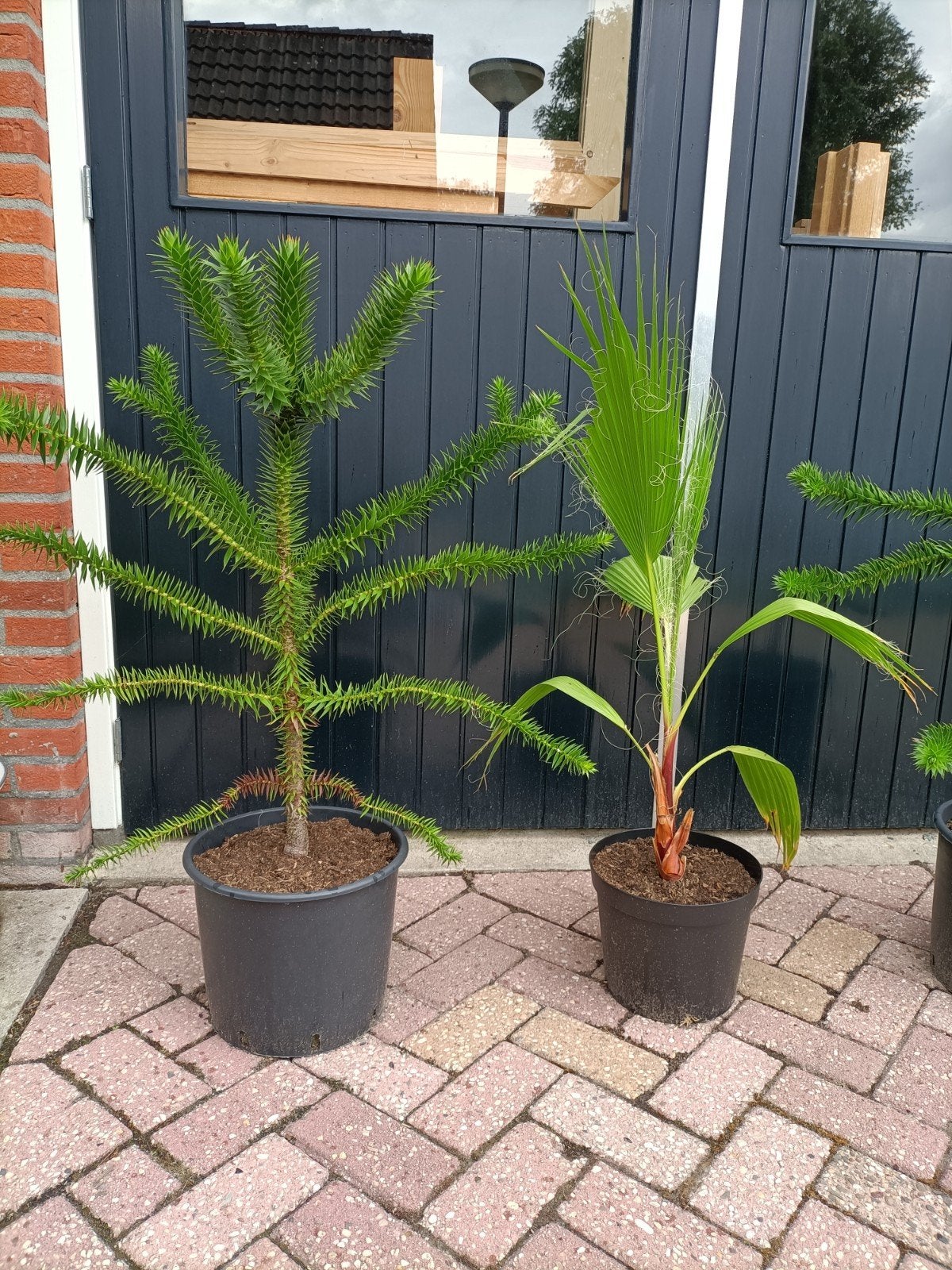 Apenboom (Araucaria araucana) - 50-80 cm hoog, Volle zon, Vaste plant, Bloeit niet, Ophalen