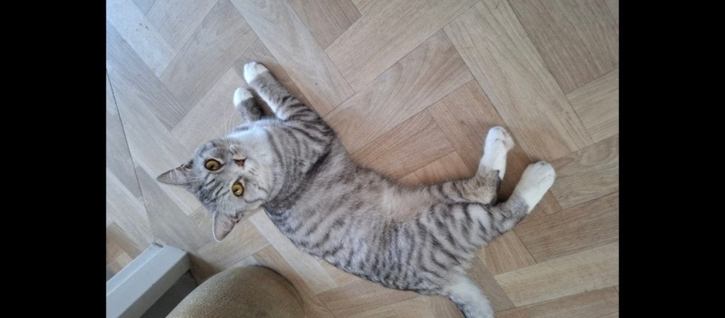 Vermiste kat, Dieren en Toebehoren, Kat