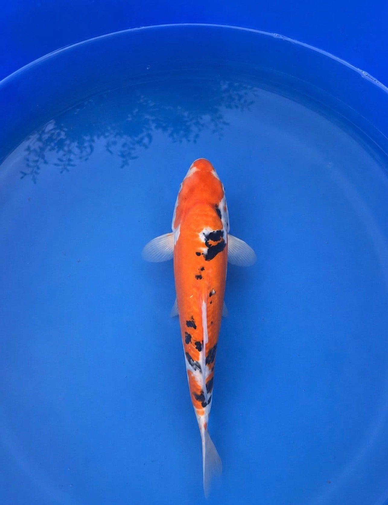 Japanse koi Doitsu Sanke 31 cm – Conias Tosai, Karper of Koi