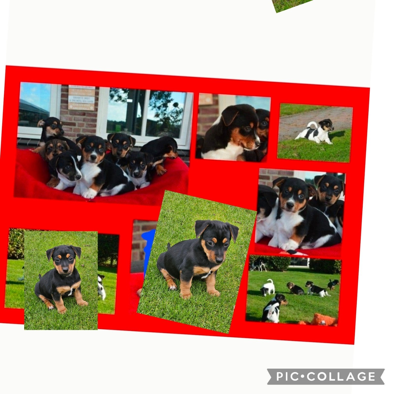Kruising Jack russell, Dieren en Toebehoren, Jack Russell Terriër, 8 tot 15 weken, CDV (hondenziekte), Meerdere