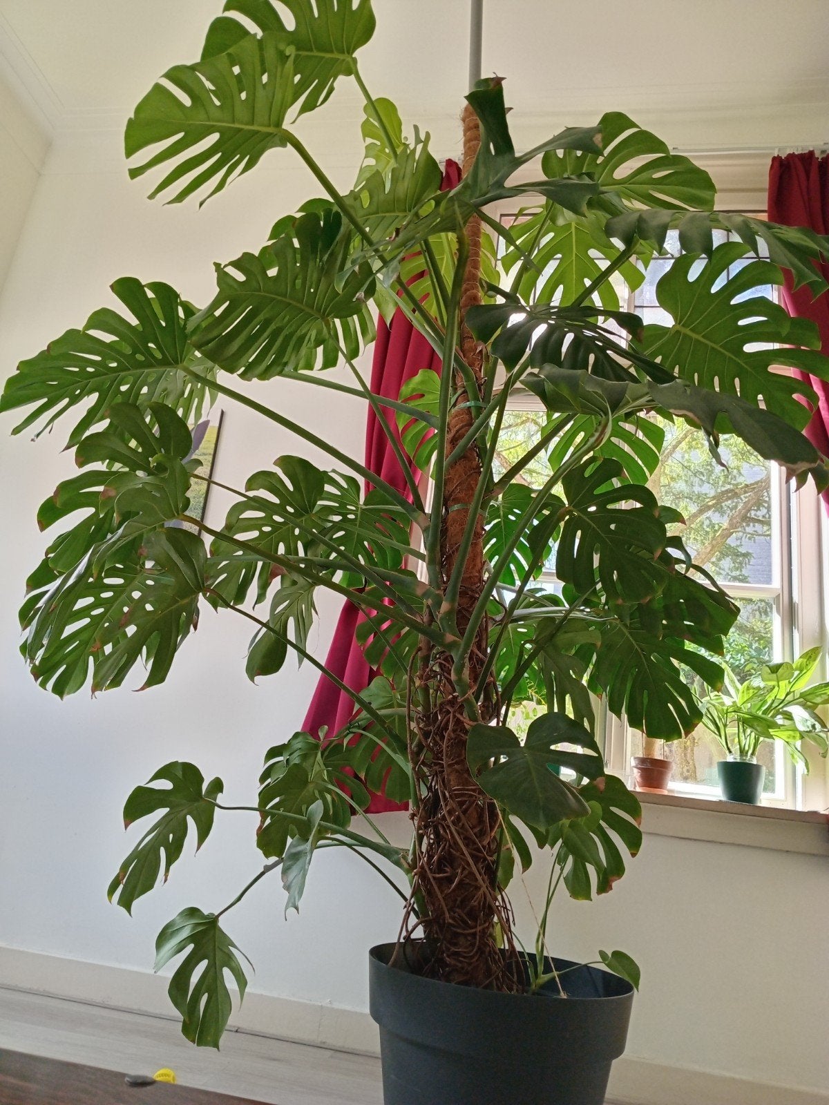 Grote Monstera Deliciosa - 2,5m hoog, Ophalen, 200 cm of meer, Overige soorten, Halfschaduw