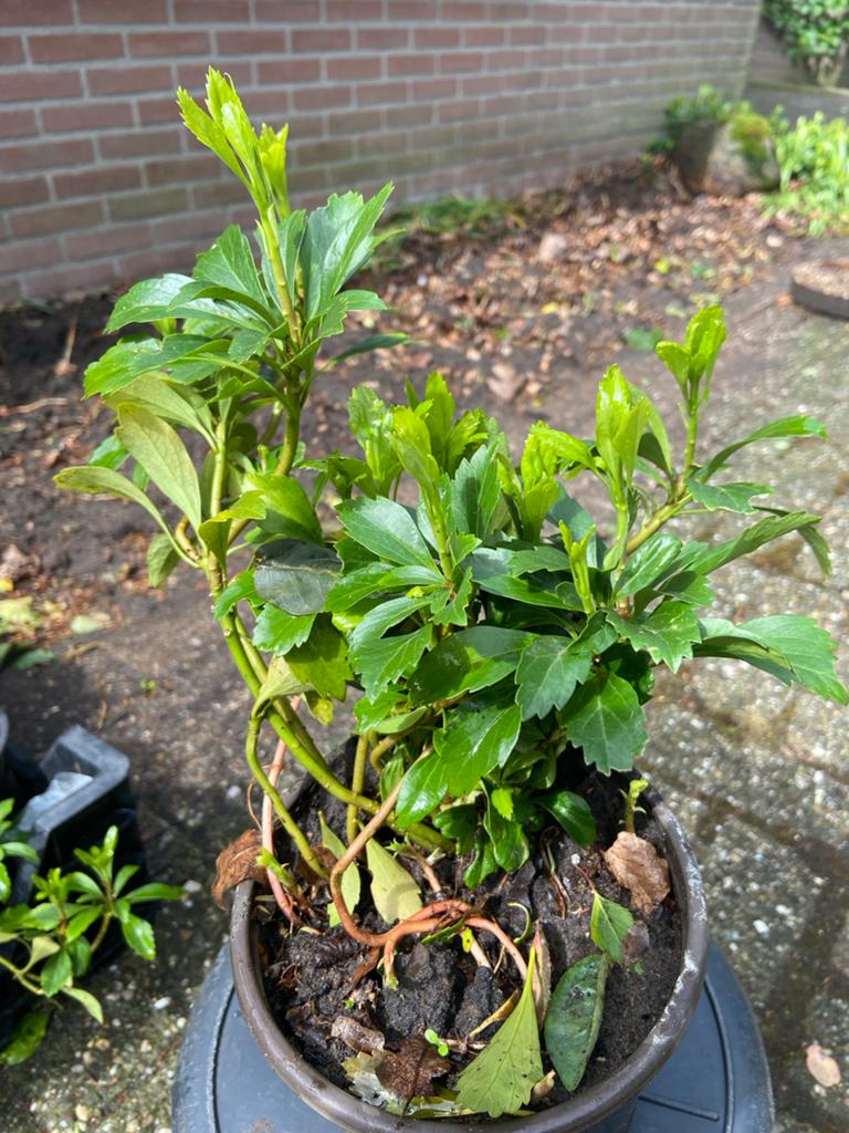 Pachysandra - Wintergroene Bodembedekker, Ophalen, Bodembedekkers, Vaste plant, Volledige schaduw