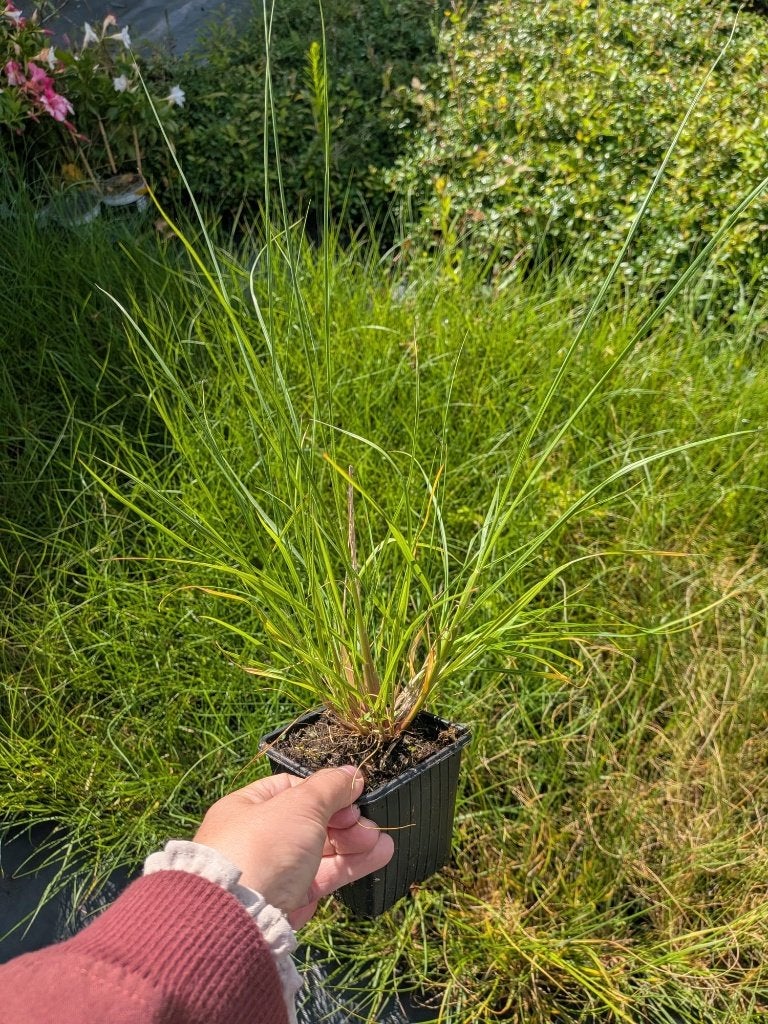 Pennisetum alopecuroides 'Hameln' P9, Tuin en Terras, Ophalen, Herfst, Siergrassen, Volle zon