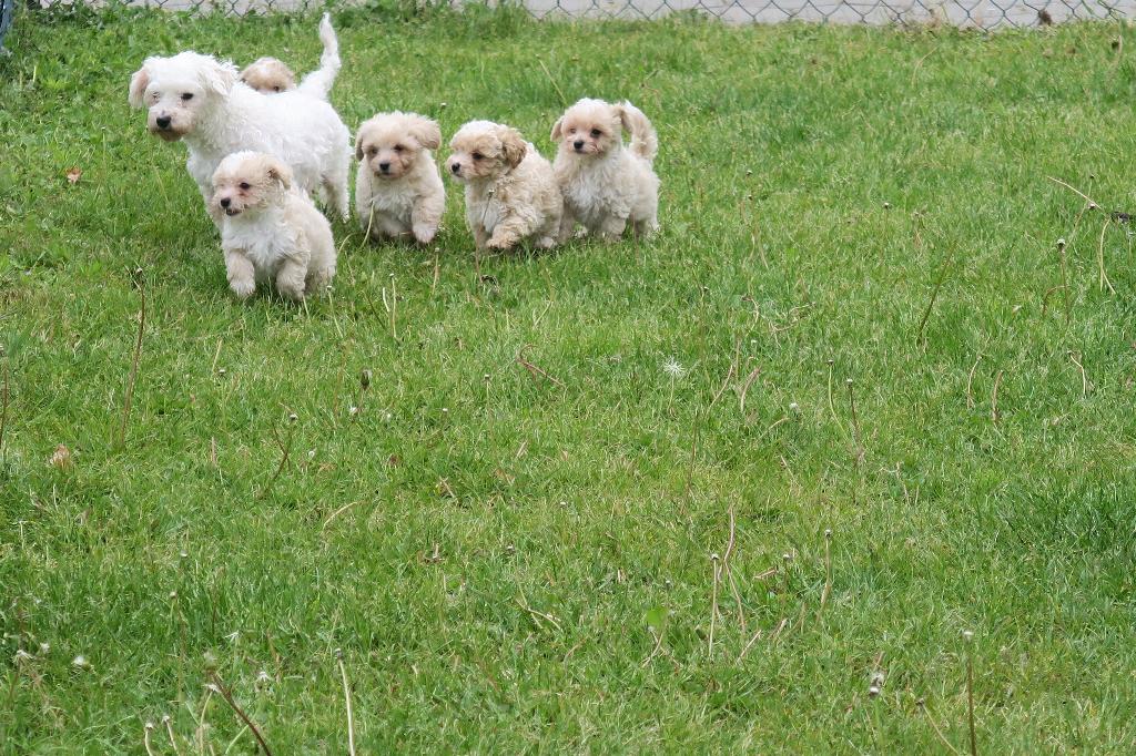 Leuke Kleine Maltipoo pups, Poedel, Parvo, Nederland, 8 tot 15 weken