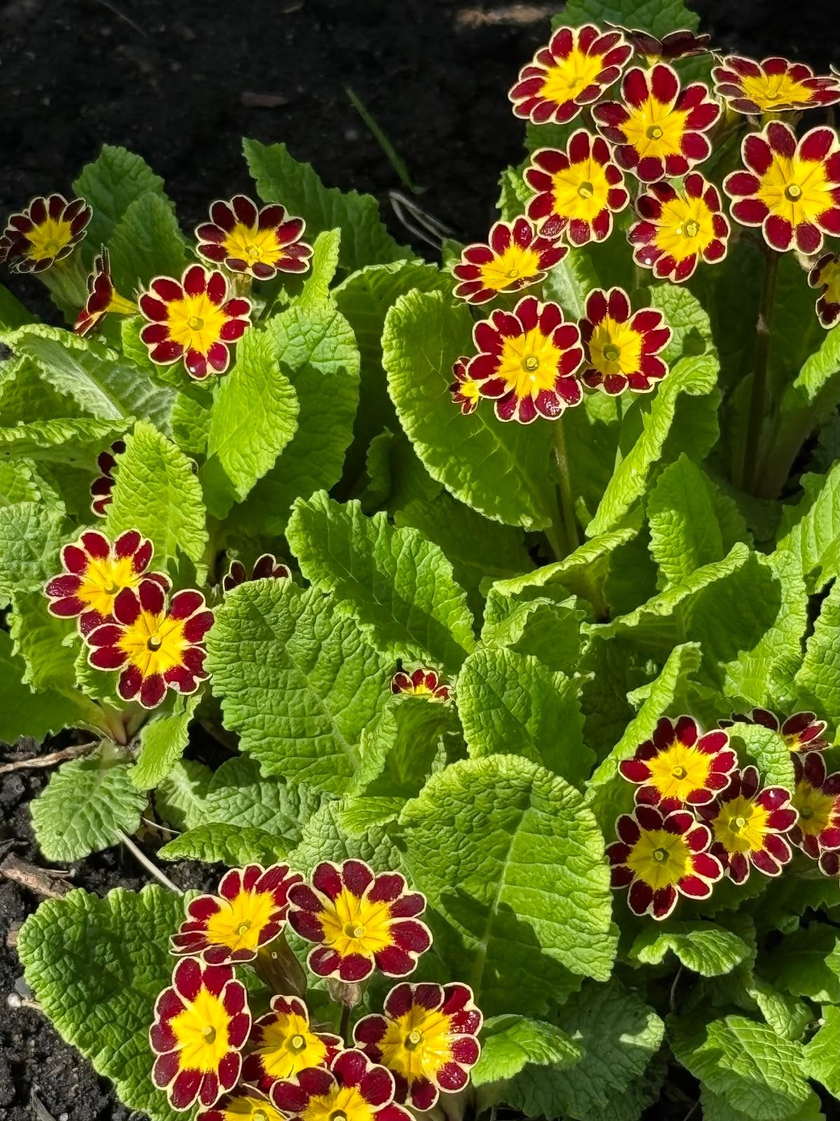 Primula planten - Prachtige bloeiers voor uw tuin, Tuin en Terras, Vaste plant, Halfschaduw, Lente, Ophalen