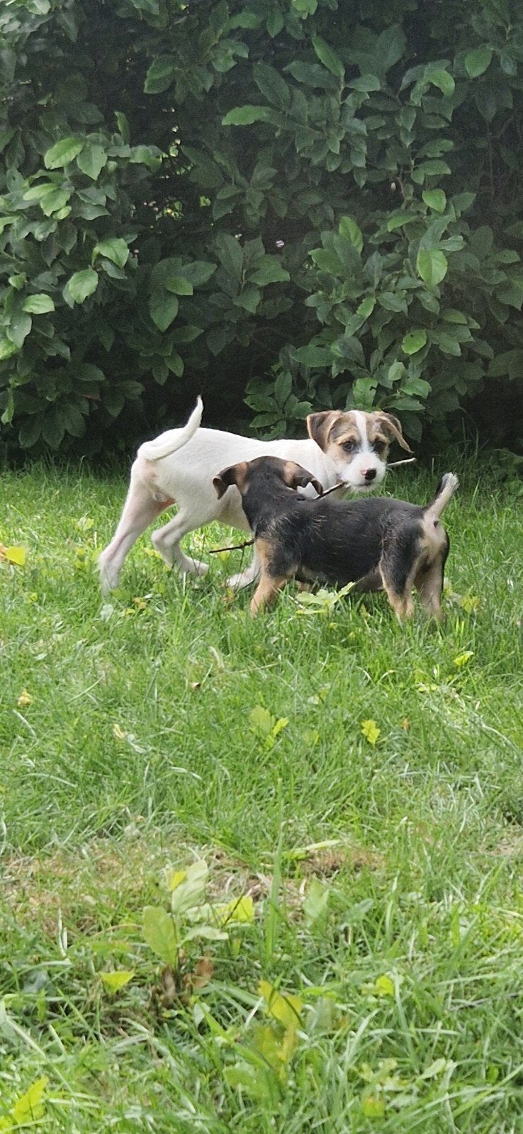 Kruising pups: Jackrussel met boerenfox x boomer pups, 8 tot 15 weken, Meerdere, Meerdere dieren, Nederland