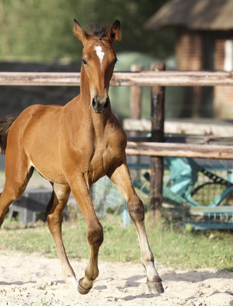 Desert Rose - Appaloosa x Gelders merrie veulen, Dieren en Toebehoren, Paarden, Niet van toepassing, Dressuurpaard, 0 tot 2 jaar