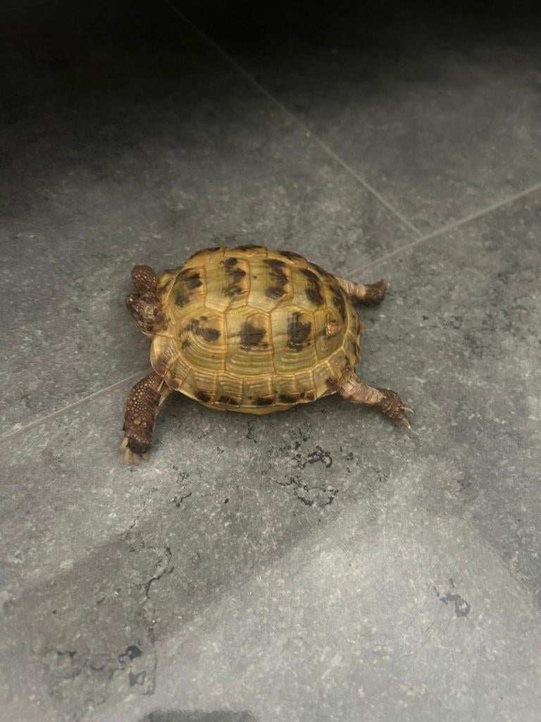 Scheldpad Russische, Dieren en Toebehoren, Reptielen en Amfibieën, Schildpad, 0 tot 2 jaar