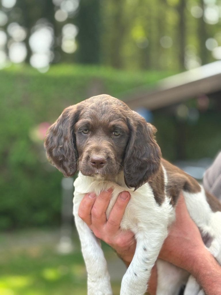 Te koop Heidewachtel pup met stamboom, Parvo, 8 tot 15 weken, Meerdere, Nederland