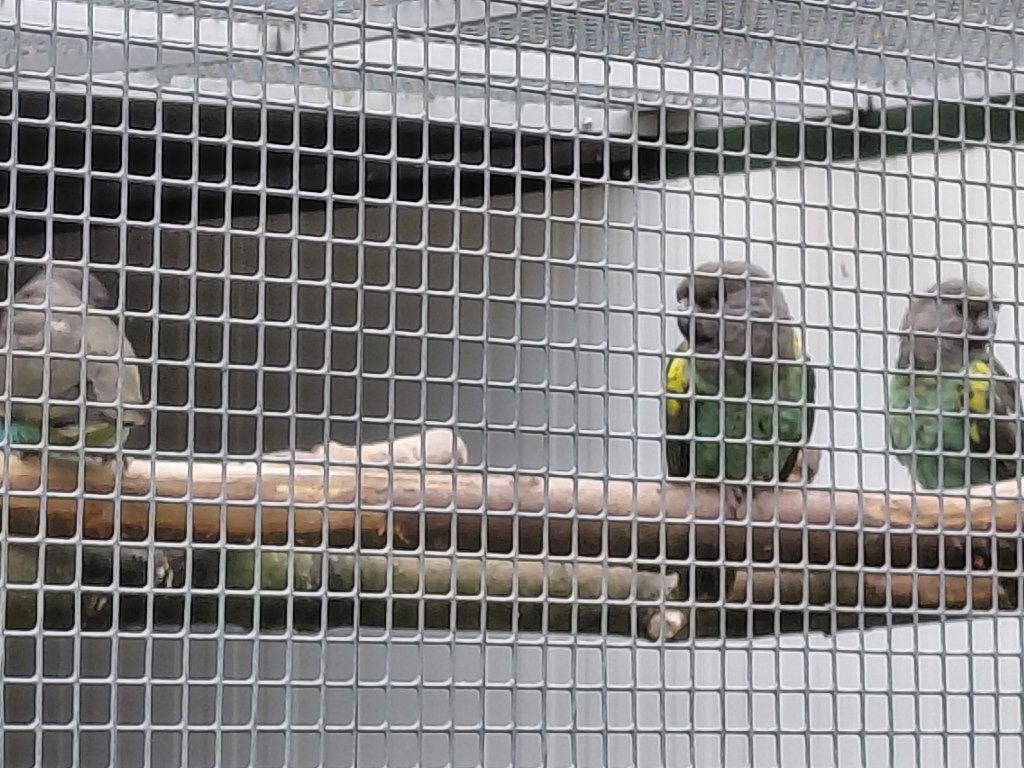 0-1 Meyer-papegaai., Dieren en Toebehoren, Vrouwelijk, Papegaai, Geringd