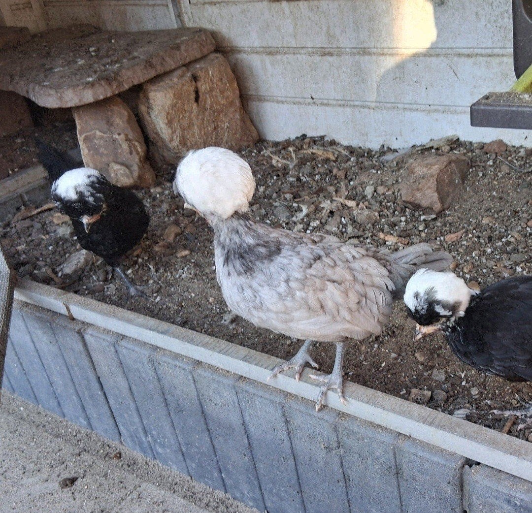 Jonge kuifhoen krieltjes €25per stuk €30koppeltje-13 weken o, Dieren en Toebehoren, Meerdere dieren, Kip