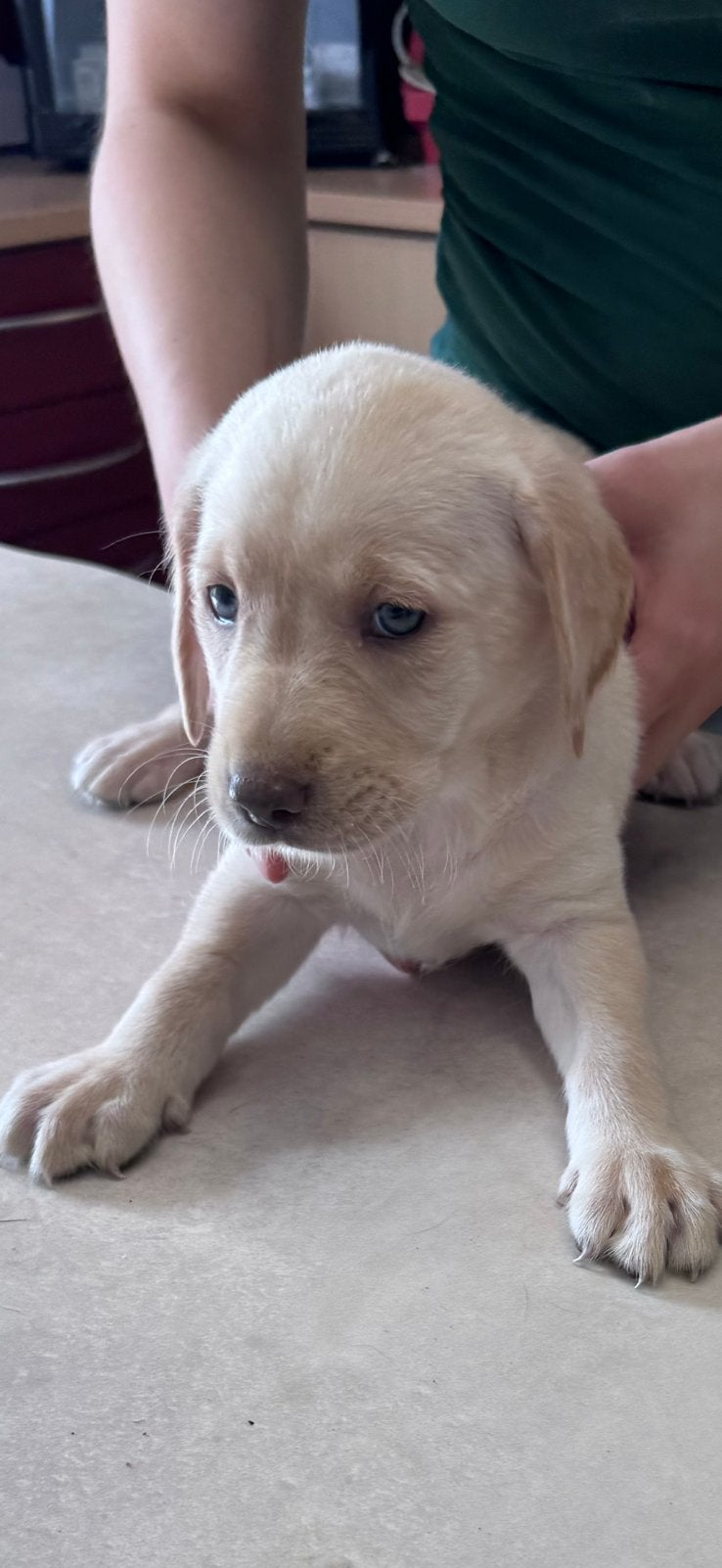 witte labrador pups labmaraner, Nederland, 8 tot 15 weken, Labrador retriever, Parvo