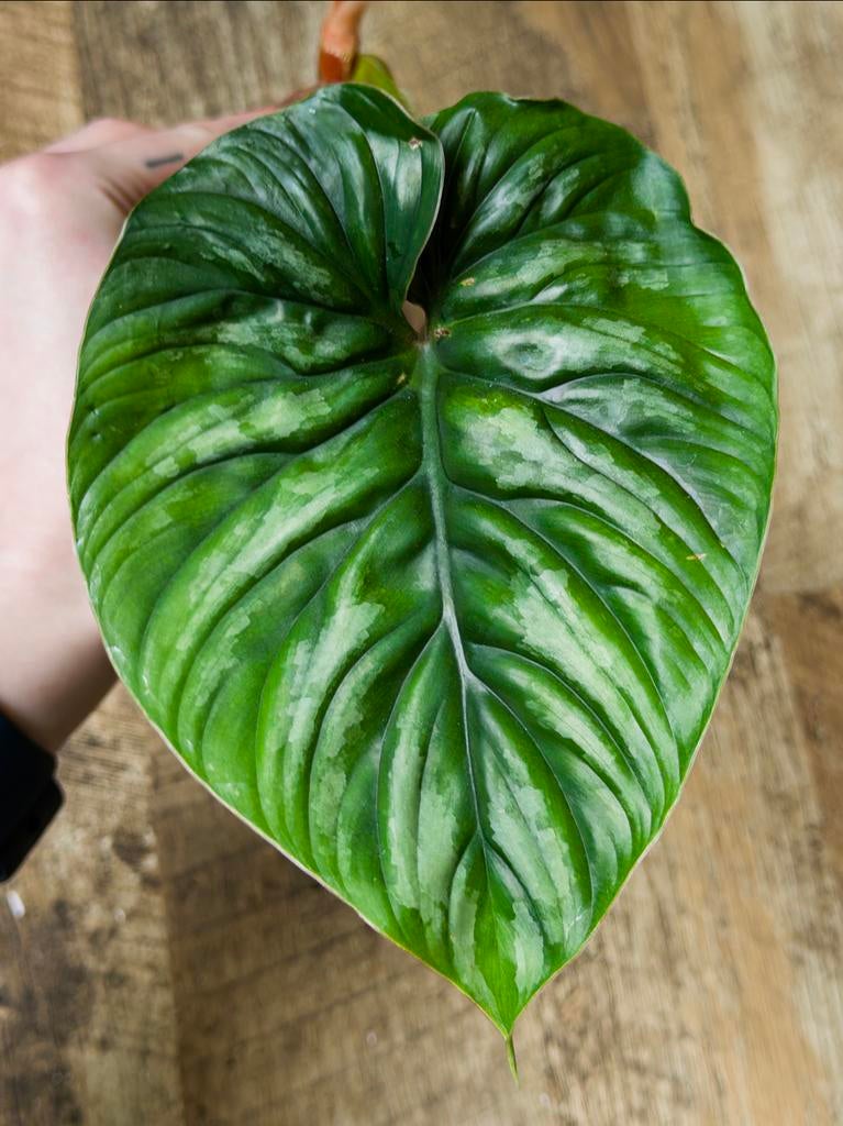 Philodendron Plowmanii stek met veel wortels, Huis en Inrichting, Kamerplanten, Ophalen of Verzenden, Halfschaduw, Minder dan 100 cm