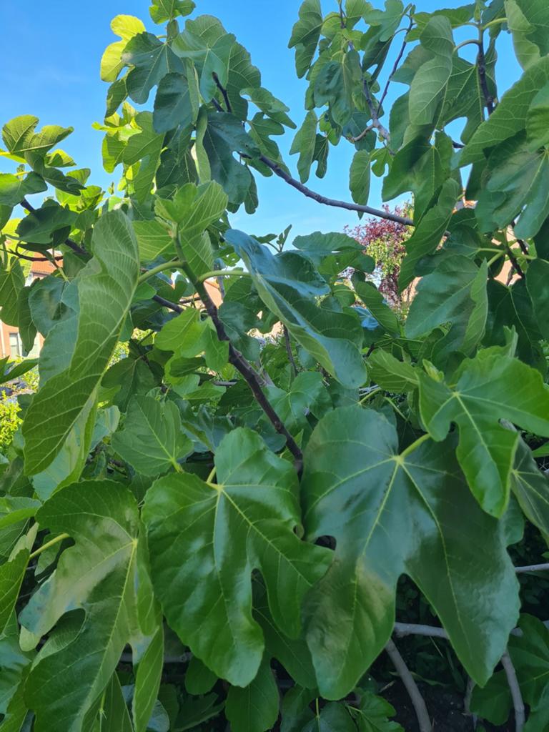 Grote Vijgenboom - Ficus carica, Volle zon, Vaste plant, Ophalen of Verzenden, Zomer