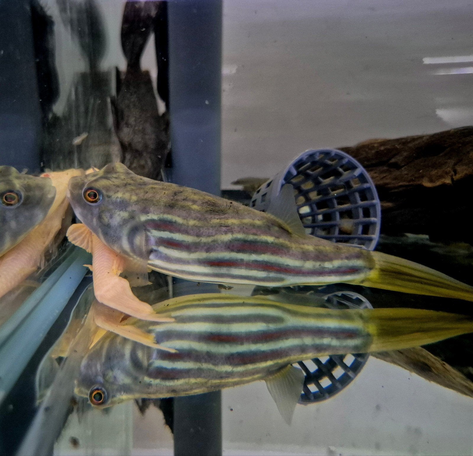 Tetraodon Lineatus  fahaka puffer, Dieren en Toebehoren, Vis, Zoetwatervis
