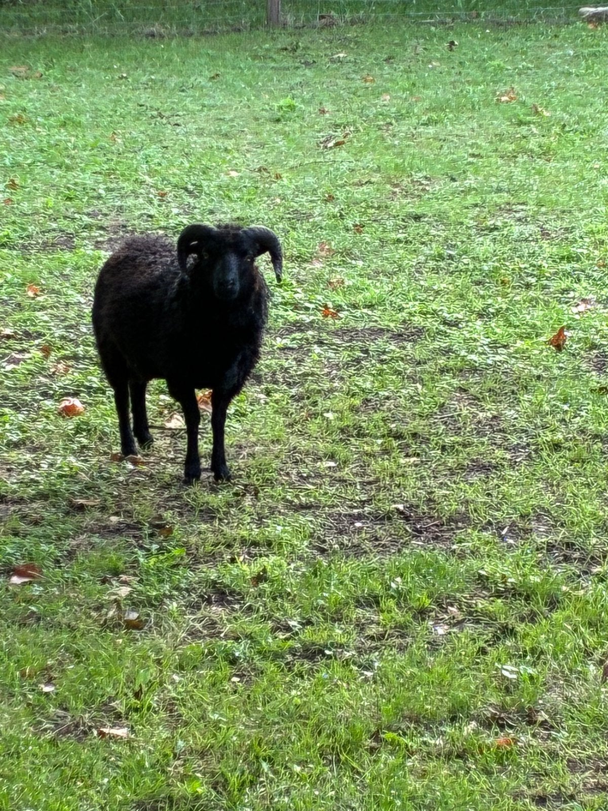 Ouessant ram 2025, Mannelijk, Schaap