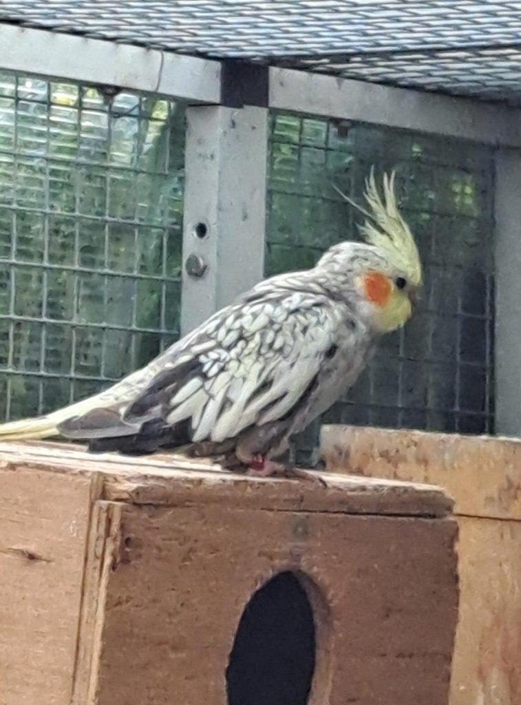Gehandicapte valkparkiet., Dieren en Toebehoren, Vogels | Parkieten en Papegaaien, Geslacht onbekend, Parkiet, Geringd