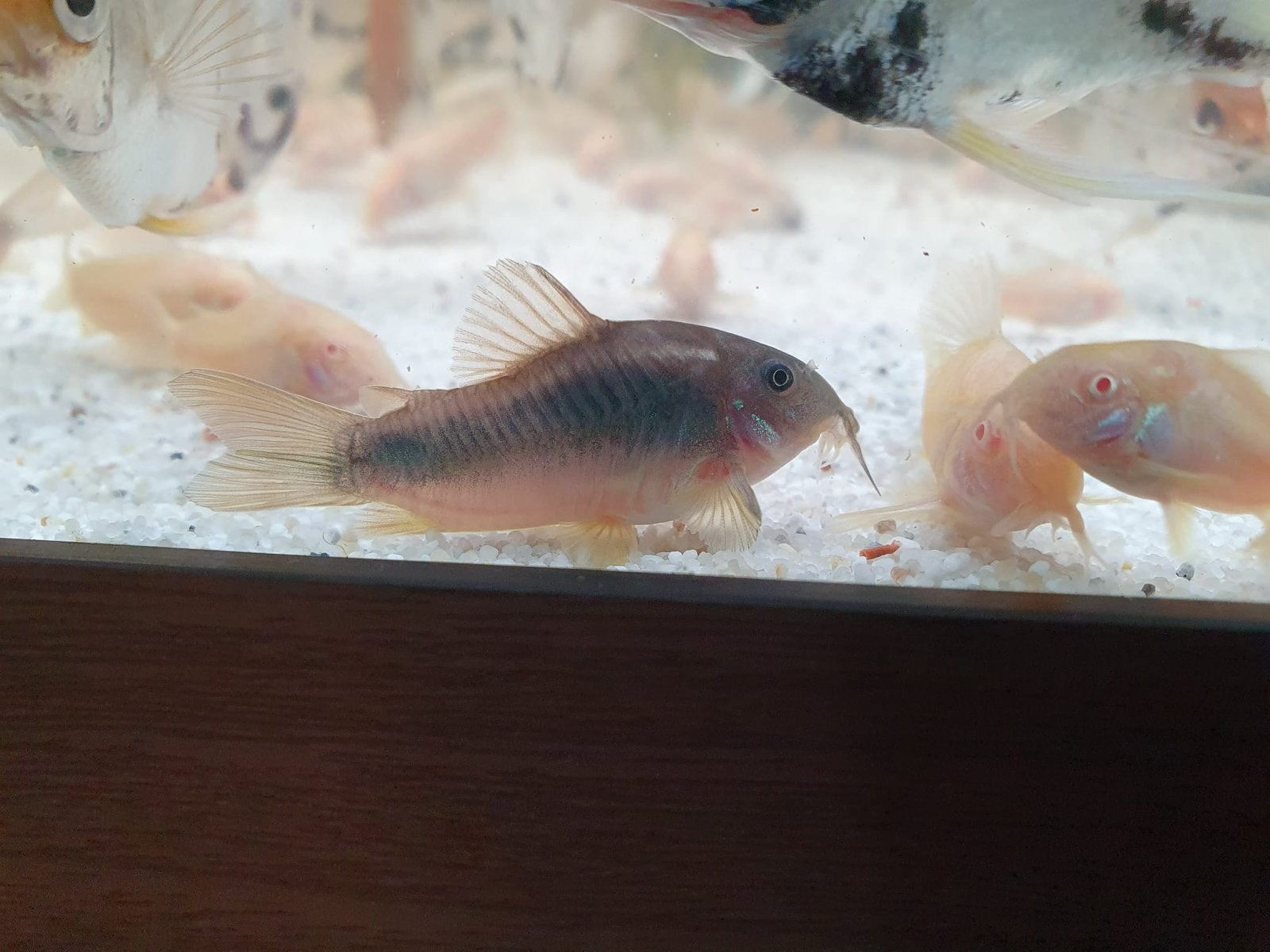 15 x Corydoras Aeneus Shultzi kweekgroep €67,50, Dieren en Toebehoren, Vis