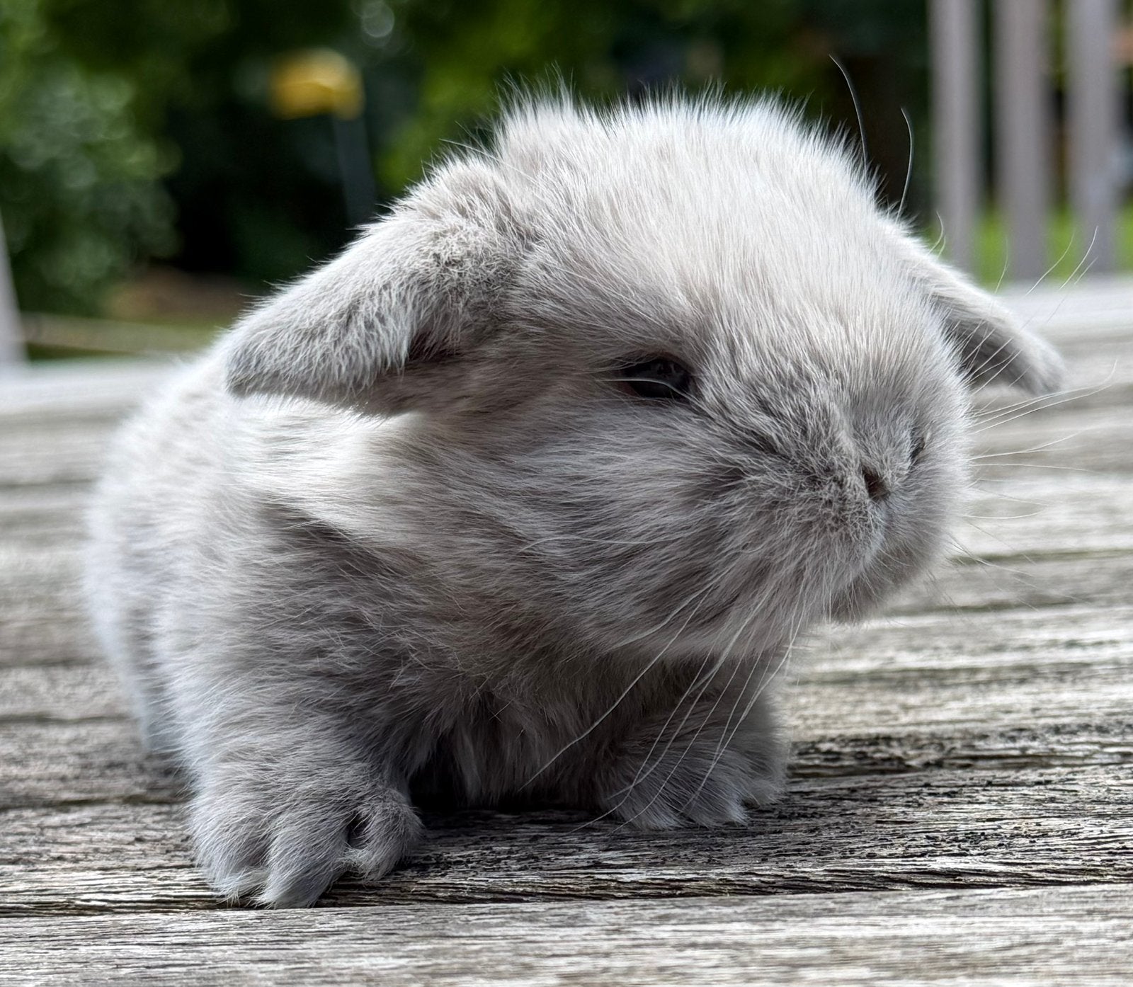 Knappe minilop konijntjes beschikbaar, Meerdere dieren, Dwerg, Hangoor, 0 tot 2 jaar
