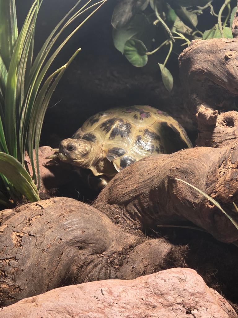 Testudo Horsfieldii Land Schildpadden Tortoise - unknown for sale from Timo